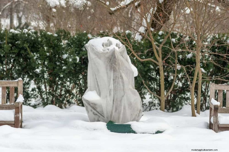 Expertgids:11 bewezen strategieën om planten te beschermen tegen winterschokken 