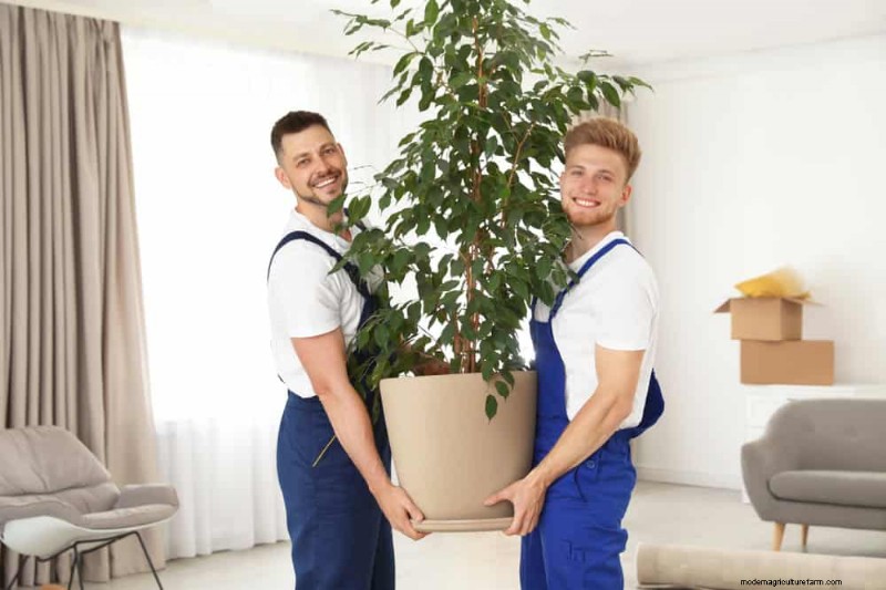 Expertgids:11 bewezen strategieën om planten te beschermen tegen winterschokken 