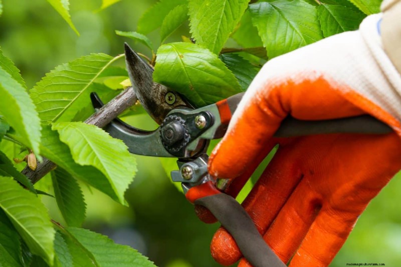 Expertgids:11 bewezen strategieën om planten te beschermen tegen winterschokken 