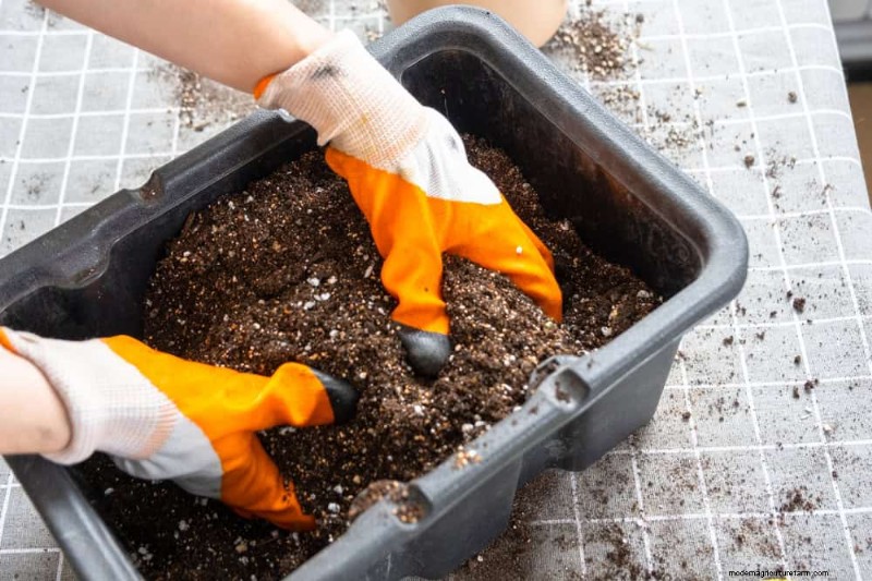 Expertgids:11 bewezen strategieën om planten te beschermen tegen winterschokken 
