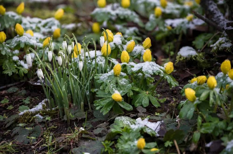Expertgids:11 bewezen strategieën om planten te beschermen tegen winterschokken 