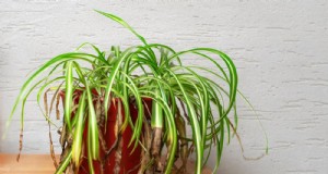 Éliminez les pointes brunes de votre plante araignée :13 conseils d entretien éprouvés 