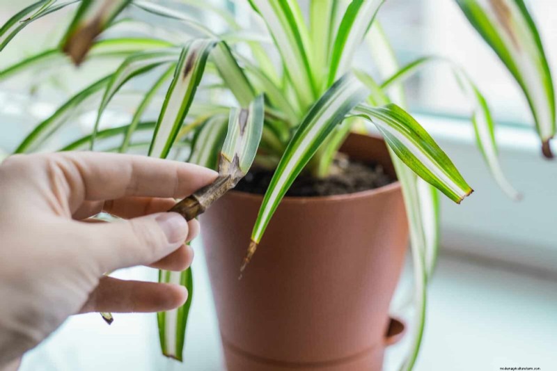 Eliminera bruna tips på din spindelväxt:13 beprövade skötseltips 