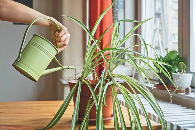 Eliminera bruna tips på din spindelväxt:13 beprövade skötseltips 