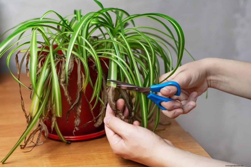 Eliminera bruna tips på din spindelväxt:13 beprövade skötseltips 