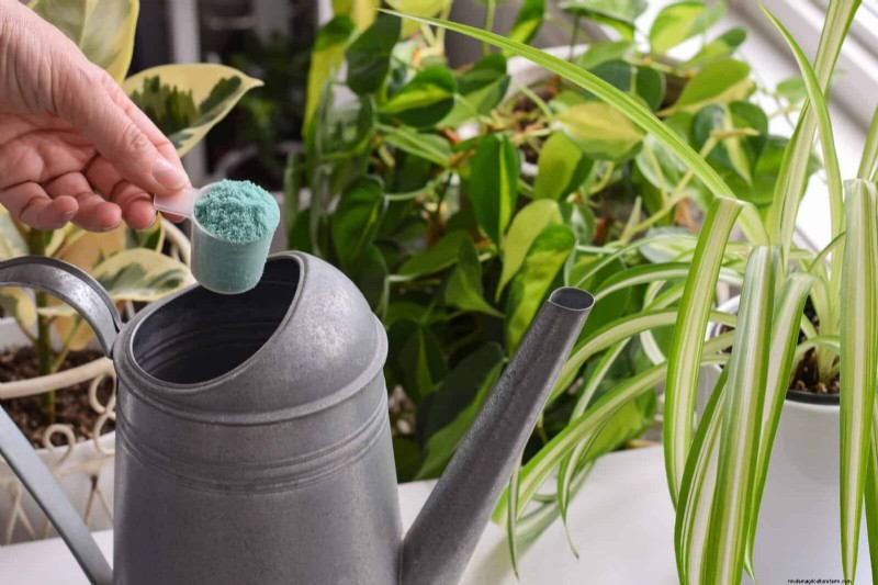 Eliminera bruna tips på din spindelväxt:13 beprövade skötseltips 