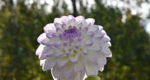 21 fleurs blanches élégantes pour rehausser votre jardin printanier 