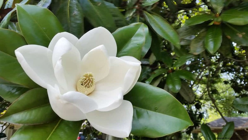 21 Bunga Putih Elegan untuk Meninggikan Taman Musim Semi Anda 