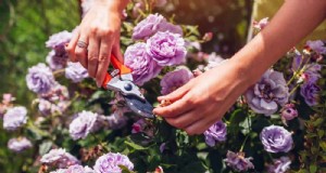 21 fioriture viola da non perdere per elevare il tuo giardino primaverile 