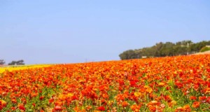 12 orange blommor som kommer att förvandla din trädgård 