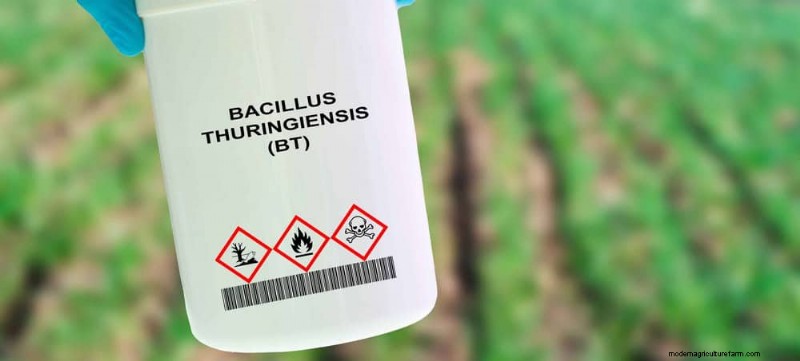 12 door experts ondersteunde tactieken voor het uitroeien van wintermuggen 