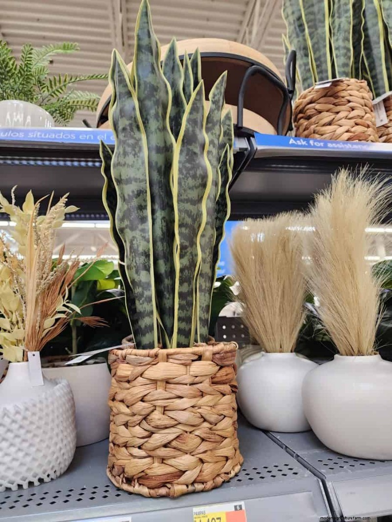 Under $15 Faux Plants på Walmart:Snygga val med lågt underhåll 