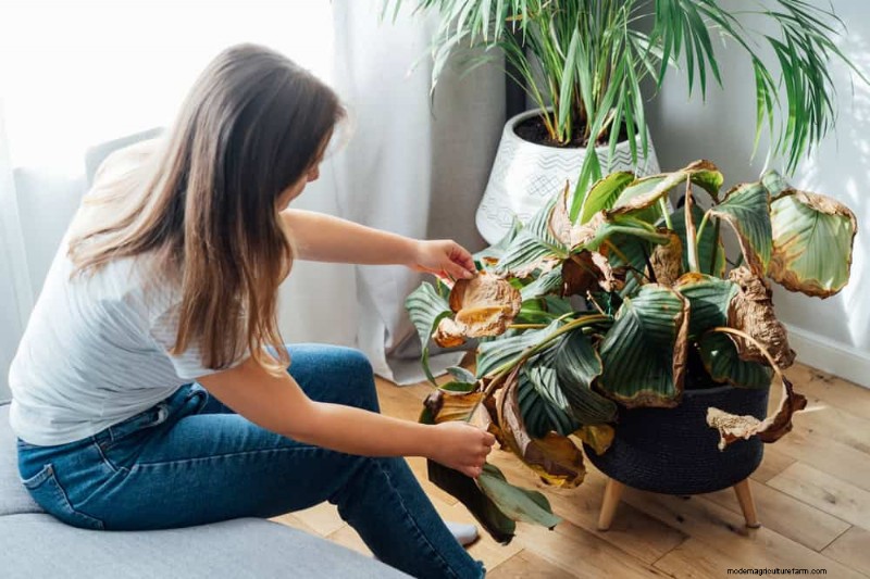 Sauvez votre Calathea mourante :7 étapes éprouvées pour faire revivre cette superbe plante d intérieur 