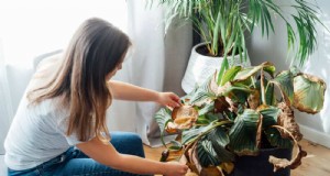 Save Your Dying Calathea:7 Proven Steps to Revive This Stunning Houseplant 