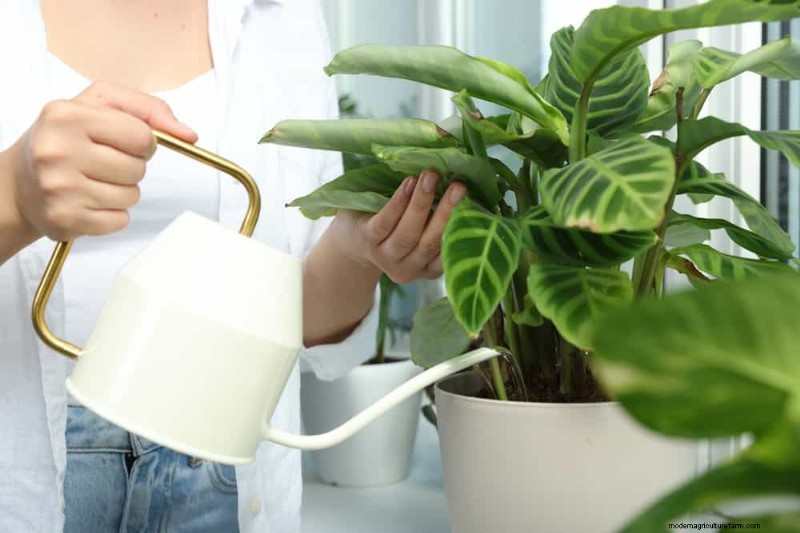 Sauvez votre Calathea mourante :7 étapes éprouvées pour faire revivre cette superbe plante d intérieur 