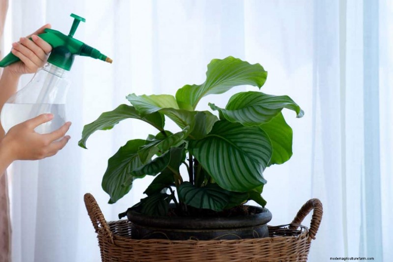 Sauvez votre Calathea mourante :7 étapes éprouvées pour faire revivre cette superbe plante d intérieur 