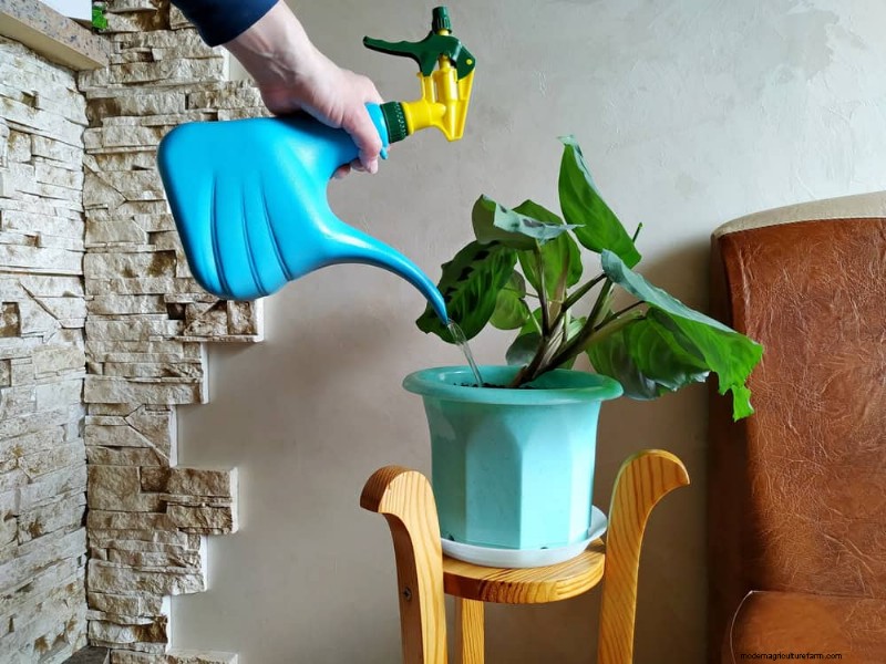 Sauvez votre Calathea mourante :7 étapes éprouvées pour faire revivre cette superbe plante d intérieur 