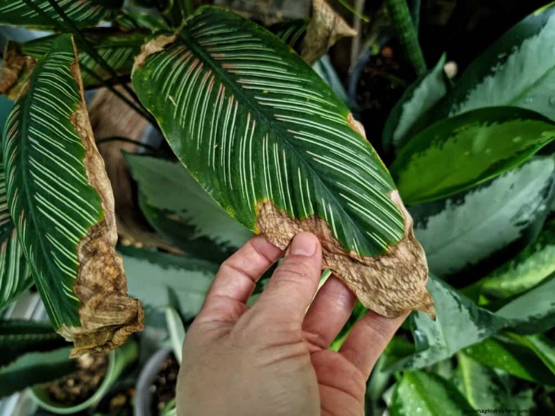 Sauvez votre Calathea mourante :7 étapes éprouvées pour faire revivre cette superbe plante d intérieur 