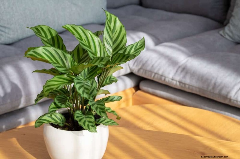 Sauvez votre Calathea mourante :7 étapes éprouvées pour faire revivre cette superbe plante d intérieur 