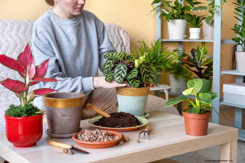 Sauvez votre Calathea mourante :7 étapes éprouvées pour faire revivre cette superbe plante d intérieur 