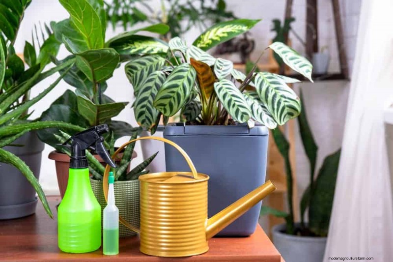 Sauvez votre Calathea mourante :7 étapes éprouvées pour faire revivre cette superbe plante d intérieur 