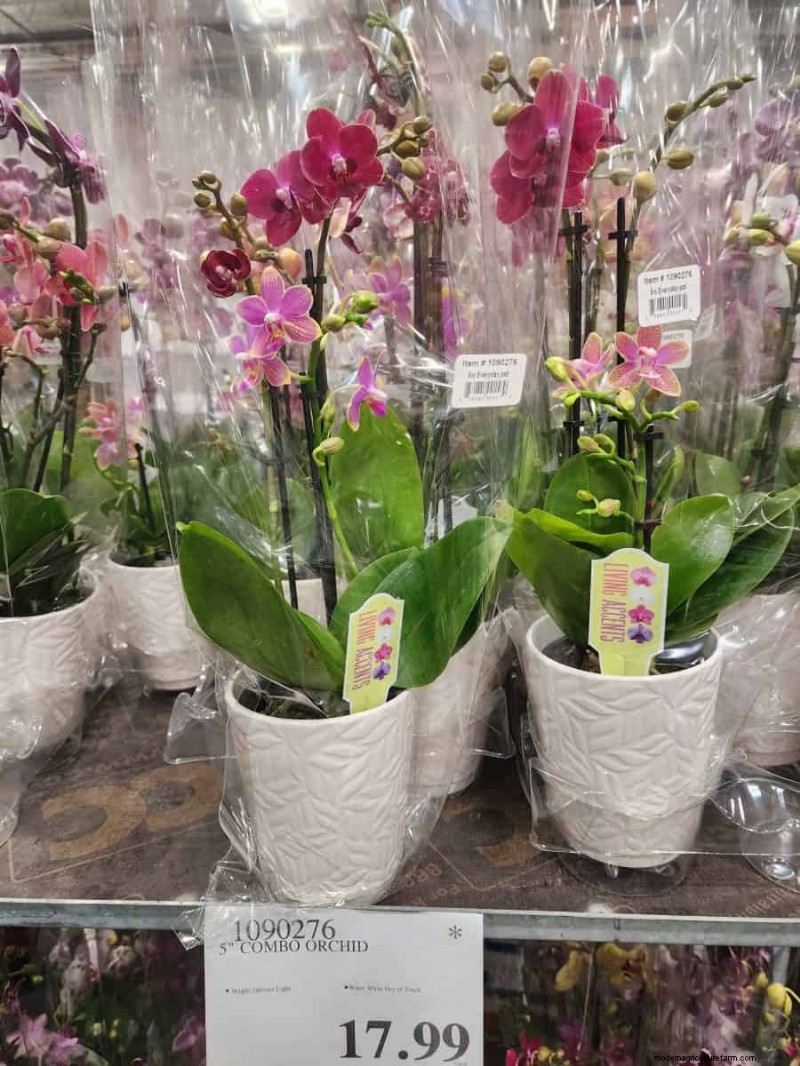 Collection de plantes d hiver 2026 de Costco :10 trouvailles incontournables 