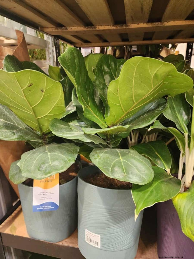 Collection de plantes d hiver 2026 de Costco :10 trouvailles incontournables 