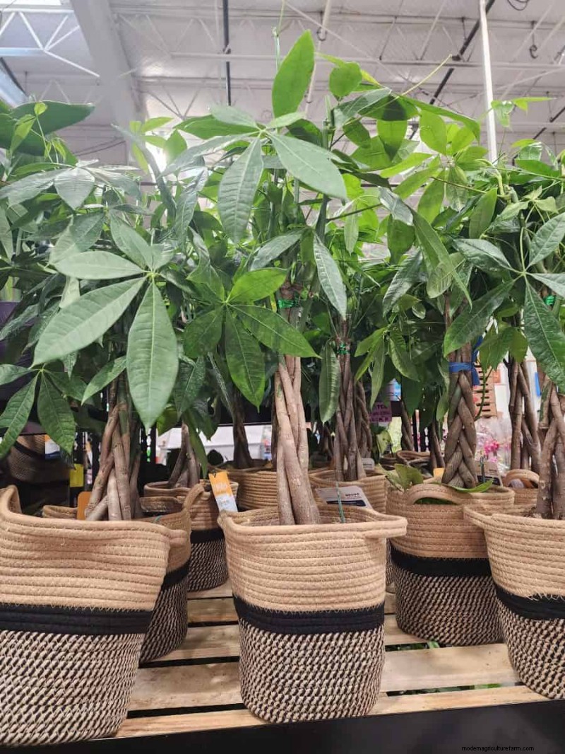 Collection de plantes d hiver 2026 de Costco :10 trouvailles incontournables 