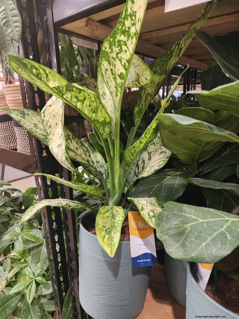 Collection de plantes d hiver 2026 de Costco :10 trouvailles incontournables 