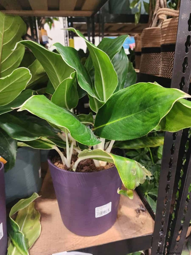 Collection de plantes d hiver 2026 de Costco :10 trouvailles incontournables 