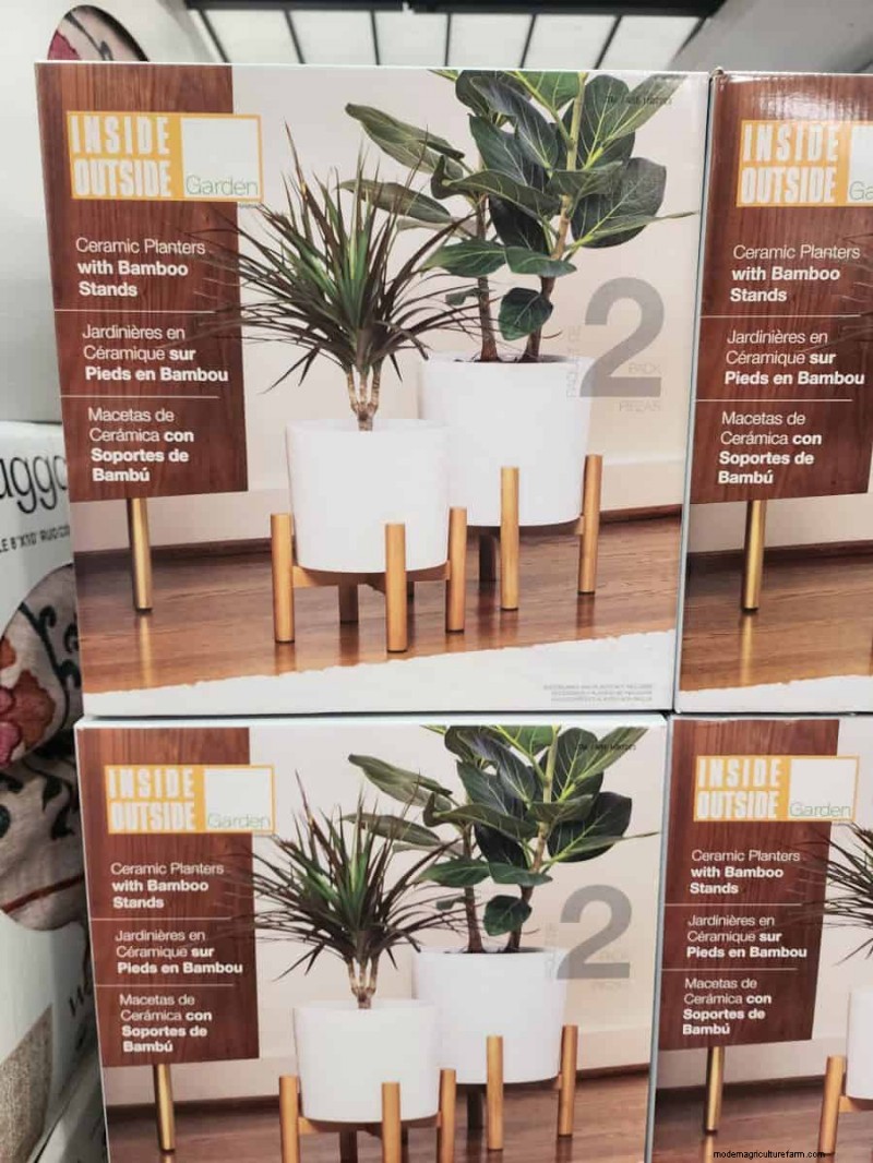 Collection de plantes d hiver 2026 de Costco :10 trouvailles incontournables 