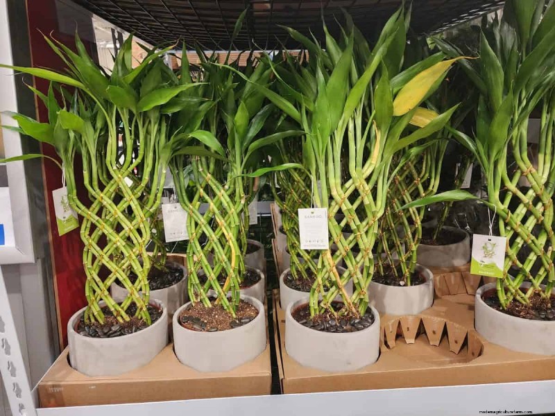 Collection de plantes d hiver 2026 de Costco :10 trouvailles incontournables 
