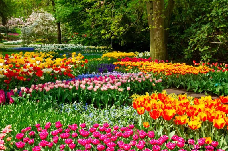 21 plantes aux tons chauds pour planifier le jardin printanier de vos rêves (approuvées par les paysagistes) 