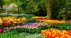 21 warmgekleurde planten om uw droomlentetuin te plannen (goedgekeurd door tuinarchitecten) 