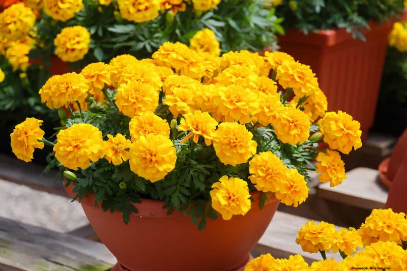 21 plantes aux tons chauds pour planifier le jardin printanier de vos rêves (approuvées par les paysagistes) 