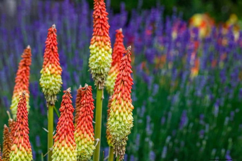 21 plantes aux tons chauds pour planifier le jardin printanier de vos rêves (approuvées par les paysagistes) 