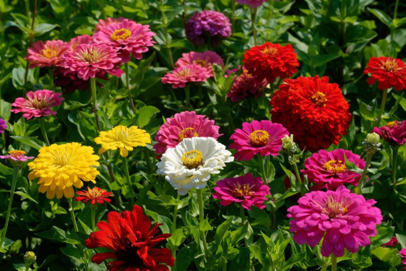 21 plantes aux tons chauds pour planifier le jardin printanier de vos rêves (approuvées par les paysagistes) 