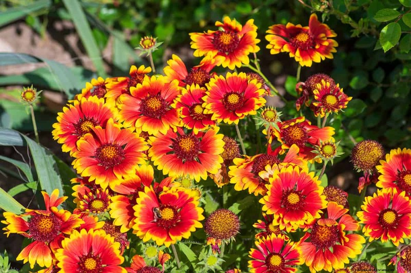 21 plantes aux tons chauds pour planifier le jardin printanier de vos rêves (approuvées par les paysagistes) 