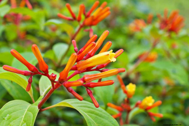 21 plantes aux tons chauds pour planifier le jardin printanier de vos rêves (approuvées par les paysagistes) 