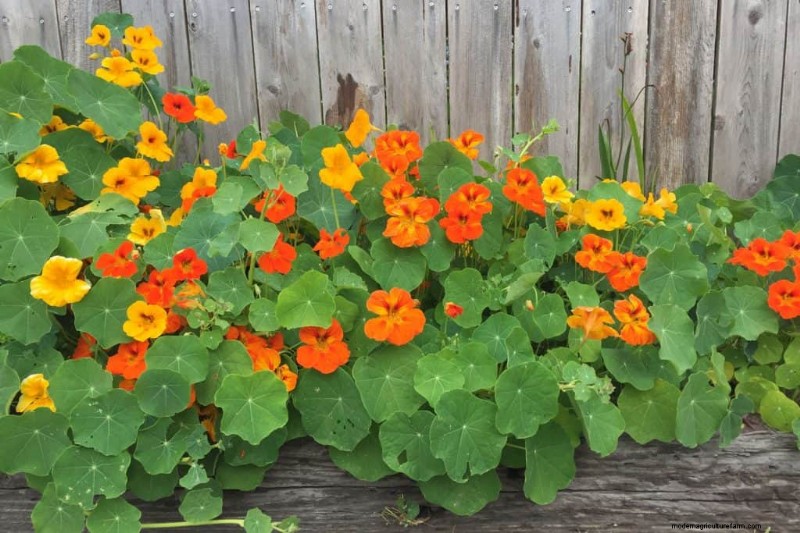 21 plantes aux tons chauds pour planifier le jardin printanier de vos rêves (approuvées par les paysagistes) 