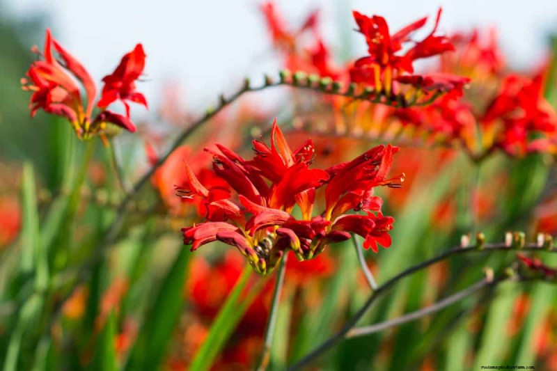 21 plantes aux tons chauds pour planifier le jardin printanier de vos rêves (approuvées par les paysagistes) 