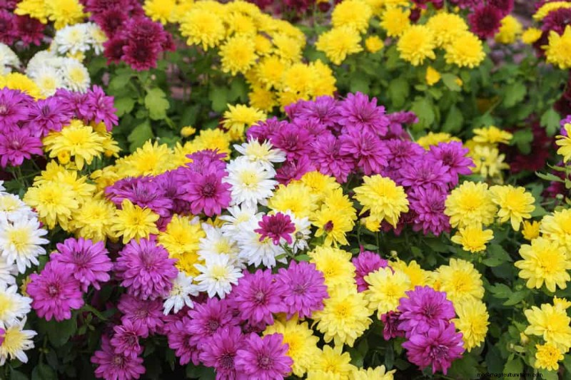 21 plantes aux tons chauds pour planifier le jardin printanier de vos rêves (approuvées par les paysagistes) 