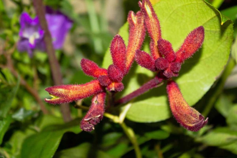 21 plantes aux tons chauds pour planifier le jardin printanier de vos rêves (approuvées par les paysagistes) 