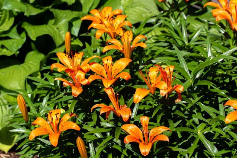 21 plantes aux tons chauds pour planifier le jardin printanier de vos rêves (approuvées par les paysagistes) 