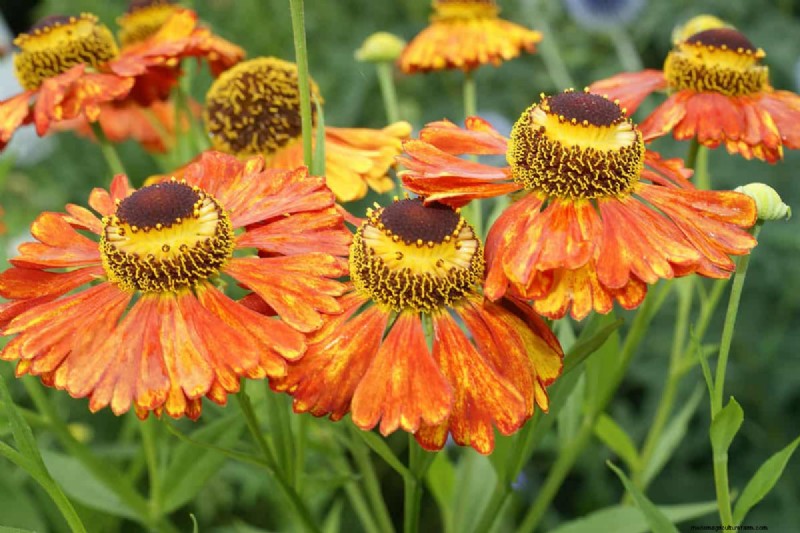 21 plantes aux tons chauds pour planifier le jardin printanier de vos rêves (approuvées par les paysagistes) 