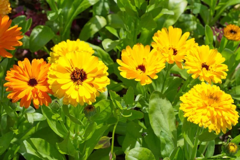 21 plantes aux tons chauds pour planifier le jardin printanier de vos rêves (approuvées par les paysagistes) 