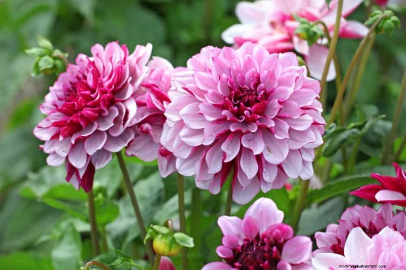 21 plantes aux tons chauds pour planifier le jardin printanier de vos rêves (approuvées par les paysagistes) 