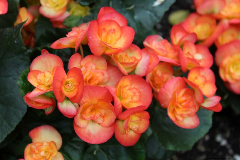 21 plantes aux tons chauds pour planifier le jardin printanier de vos rêves (approuvées par les paysagistes) 