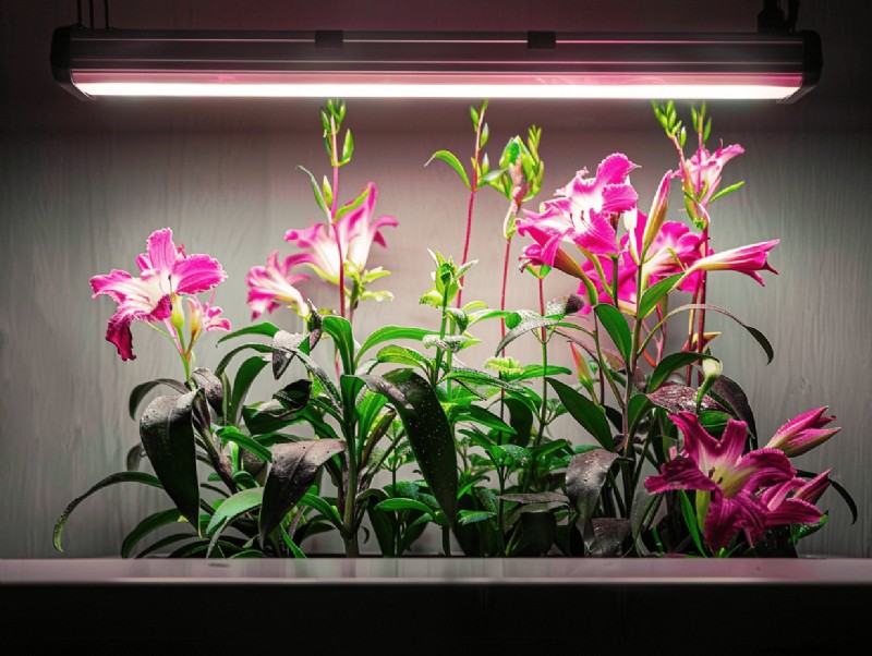 14 façons soutenues par des experts d optimiser les bandes lumineuses de culture pour le jardinage intérieur 