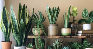 13 Expert Strategies to Turn Your Shelves into Stunning Plant Displays